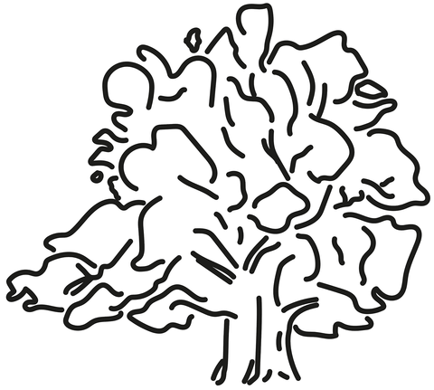 Tamme Lauri'S Oak Coloring Page